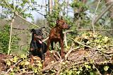 PINSCHER NAIN 153